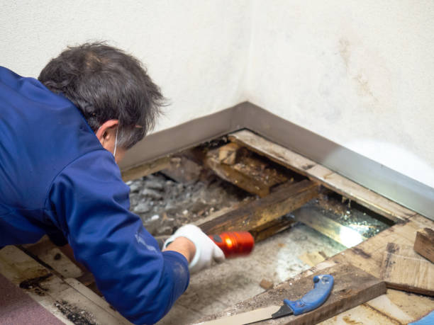 Best Preventive Mold Services in Johnsburg, IL