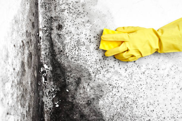 Best Basement Mold Remediation in Johnsburg, IL