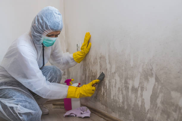 Best Commercial Mold Remediation in Johnsburg, IL