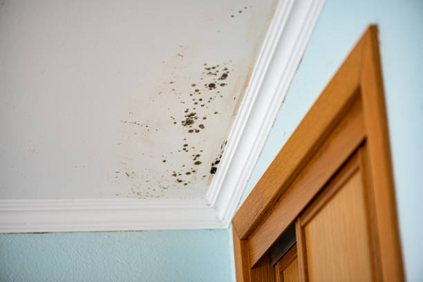 Professional Mold Remediation in Johnsburg, IL