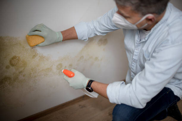 Best Localized Mold Remediation (e.g., coastal areas, humid climates) in Johnsburg, IL