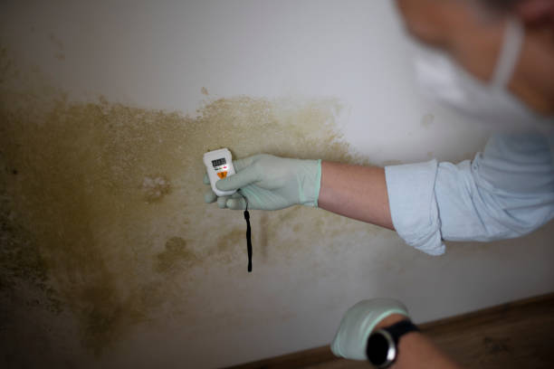Best DIY Mold Remediation Support Services in Johnsburg, IL