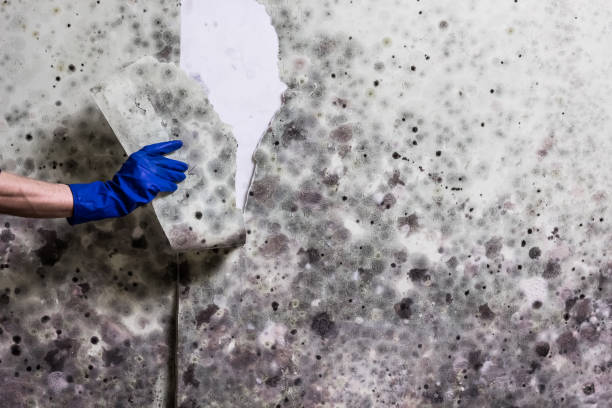Best Black Mold Remediation in Johnsburg, IL