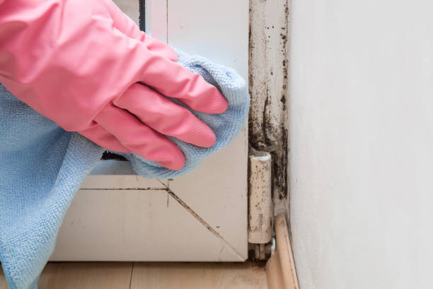 Best Mold Testing and Inspection Services in Johnsburg, IL